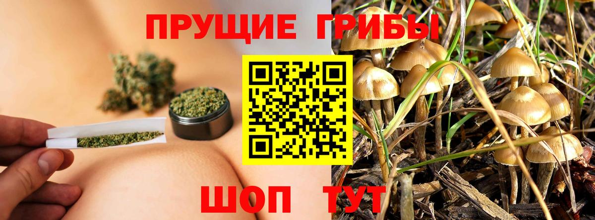 Галлюциногенные грибы Psilocybine cubensis Юрга